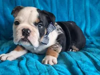 ELVIS, a male English Bulldog for sale in Pittsburgh, PA – 1 of 5