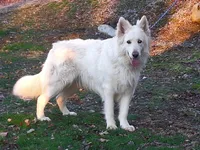 ZADIE, a female German Shepherd Dog for sale in Pittsburgh, PA – 3 of 5