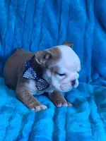 TINY TIM, a male English Bulldog for sale in Pittsburgh, PA – 4 of 4