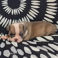 MINI PRISSY, a female Olde English Bulldogge for sale in Pittsburgh, PA – Photo 1 of 4