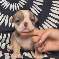 MINI PRISSY, a female Olde English Bulldogge for sale in Pittsburgh, PA – Photo 4 of 4