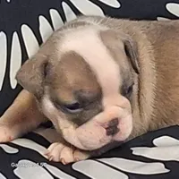 MINI PRISSY, a female Olde English Bulldogge for sale in Pittsburgh, PA – Photo 3 of 4