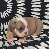MINI PRISSY, a female Olde English Bulldogge for sale in Pittsburgh, PA – Photo 2 of 4