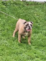 BANJO, a male English Bulldog for sale in Baden, PA – 3 of 5