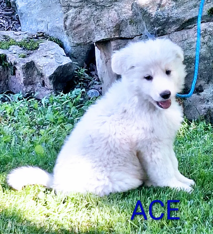 ACE – German Shepherd Dog puppy for sale in Pittsburgh, PA