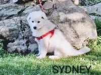 SYDNEY white longcoat!, a female German Shepherd Dog for sale in Pittsburgh, PA – 2 of 9