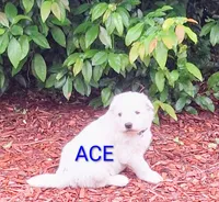 ACE, a male German Shepherd Dog for sale in Pittsburgh, PA – 3 of 6