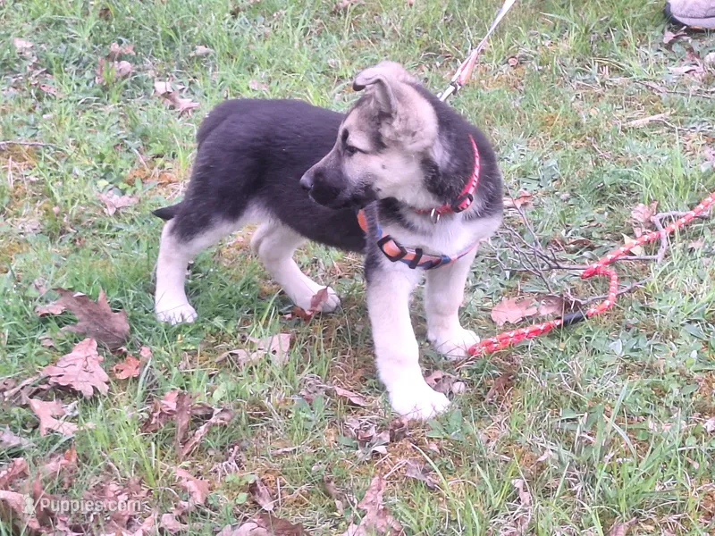 ZADIE – German Shepherd Dog puppy for sale in Pittsburgh, PA