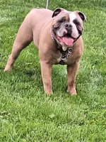 BANJO, a male English Bulldog for sale in Baden, PA – 2 of 5