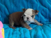 TINY TIM, a male English Bulldog for sale in Pittsburgh, PA – 2 of 4