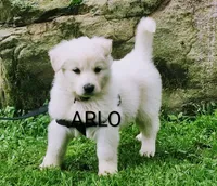 ARLO White longcoat, a male German Shepherd Dog for sale in Pittsburgh, PA – 6 of 9