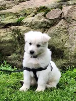 ARLO White longcoat, a male German Shepherd Dog for sale in Pittsburgh, PA – 9 of 9