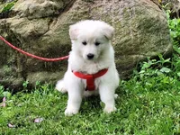 SYDNEY white longcoat!, a female German Shepherd Dog for sale in Pittsburgh, PA – 7 of 9