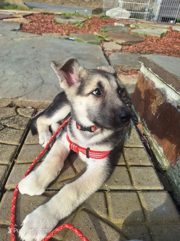 ZADIE – German Shepherd Dog puppy for sale in Pittsburgh, PA