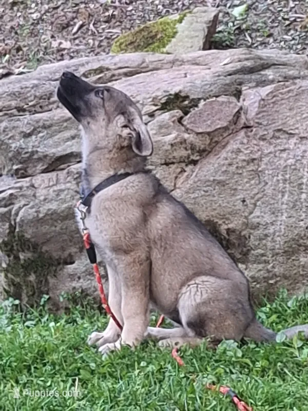ZENA – German Shepherd Dog puppy for sale in Pittsburgh, PA