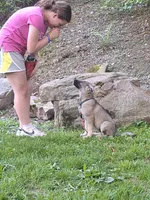 ZENA, a female German Shepherd Dog for sale in Pittsburgh, PA – 3 of 9