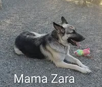 ZADIE, a female German Shepherd Dog for sale in Pittsburgh, PA – 2 of 5