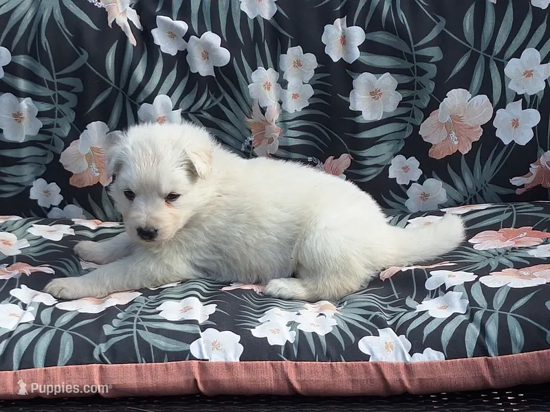 SYDNEY white longcoat! – German Shepherd Dog puppy for sale in Pittsburgh, PA