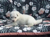 SYDNEY white longcoat!, a female German Shepherd Dog for sale in Pittsburgh, PA – 1 of 4
