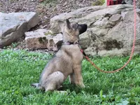 ZAYLA, a female German Shepherd Dog for sale in Pittsburgh, PA – 4 of 10