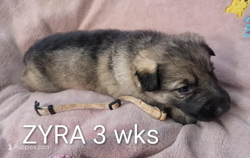 ZYRA – German Shepherd Dog puppy for sale in Pittsburgh, PA