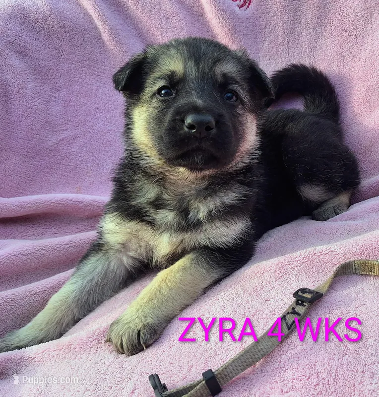 ZYRA – German Shepherd Dog puppy for sale in Pittsburgh, PA