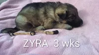 ZYRA, a female German Shepherd Dog for sale in Pittsburgh, PA – Photo 2 of 5