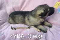 ZYRA, a female German Shepherd Dog for sale in Pittsburgh, PA – Photo 3 of 5