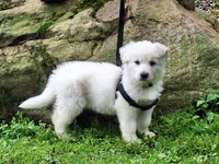 ARLO White longcoat, a male German Shepherd Dog for sale in Pittsburgh, PA – 8 of 9