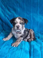LYRIC, a female English Bulldog for sale in Pittsburgh, PA – 3 of 3