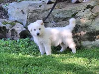 ARLO White longcoat, a male German Shepherd Dog for sale in Pittsburgh, PA – 4 of 9