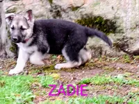 ZADIE, a female German Shepherd Dog for sale in Pittsburgh, PA – Photo 3 of 9