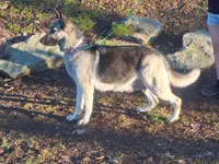 ZADIE, a female German Shepherd Dog for sale in Pittsburgh, PA – Photo 8 of 9