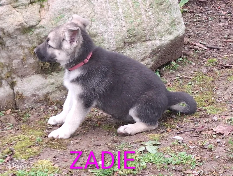 ZADIE – German Shepherd Dog puppy for sale in Pittsburgh, PA