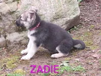 ZADIE, a female German Shepherd Dog for sale in Pittsburgh, PA – Photo 1 of 9