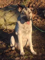 ZADIE, a female German Shepherd Dog for sale in Pittsburgh, PA – Photo 6 of 9