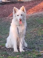 ZADIE, a female German Shepherd Dog for sale in Pittsburgh, PA – Photo 5 of 9