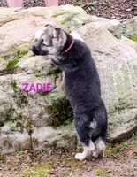 ZADIE, a female German Shepherd Dog for sale in Pittsburgh, PA – Photo 2 of 9