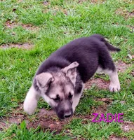 ZADIE, a female German Shepherd Dog for sale in Pittsburgh, PA – Photo 4 of 9