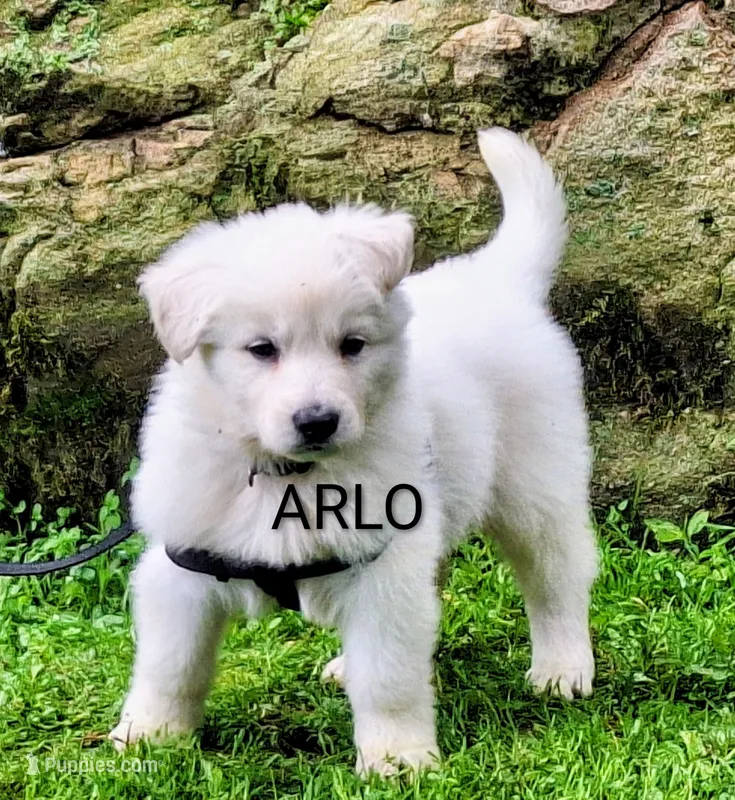 ARLO White longcoat – German Shepherd Dog puppy for sale in Pittsburgh, PA