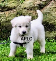 ARLO White longcoat, a male German Shepherd Dog for sale in Pittsburgh, PA – 3 of 9