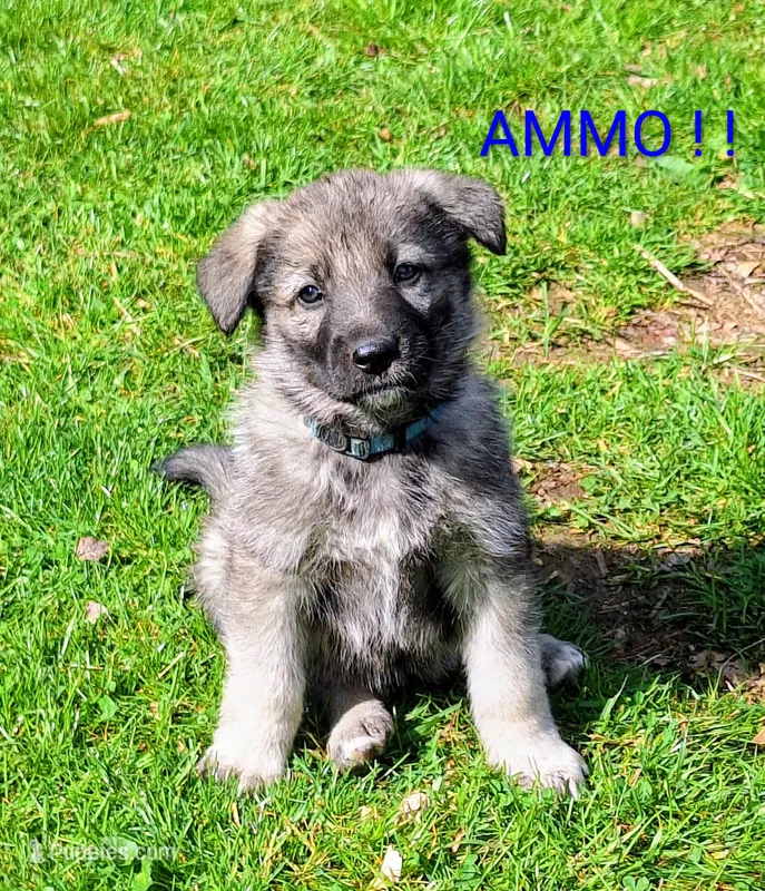 AMMO  – German Shepherd Dog puppy for sale in Pittsburgh, PA