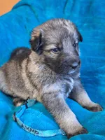 AMMO , a male German Shepherd Dog for sale in Pittsburgh, PA – Photo 3 of 4