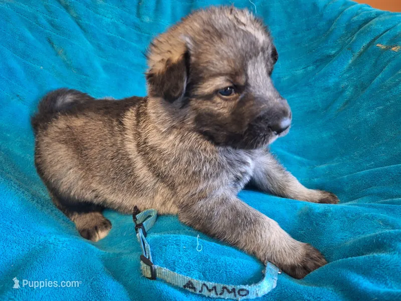 AMMO  – German Shepherd Dog puppy for sale in Pittsburgh, PA