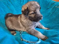 AMMO , a male German Shepherd Dog for sale in Pittsburgh, PA – Photo 1 of 4