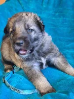 AMMO , a male German Shepherd Dog for sale in Pittsburgh, PA – Photo 4 of 4