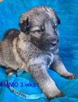 AMMO , a male German Shepherd Dog for sale in Pittsburgh, PA – Photo 2 of 4