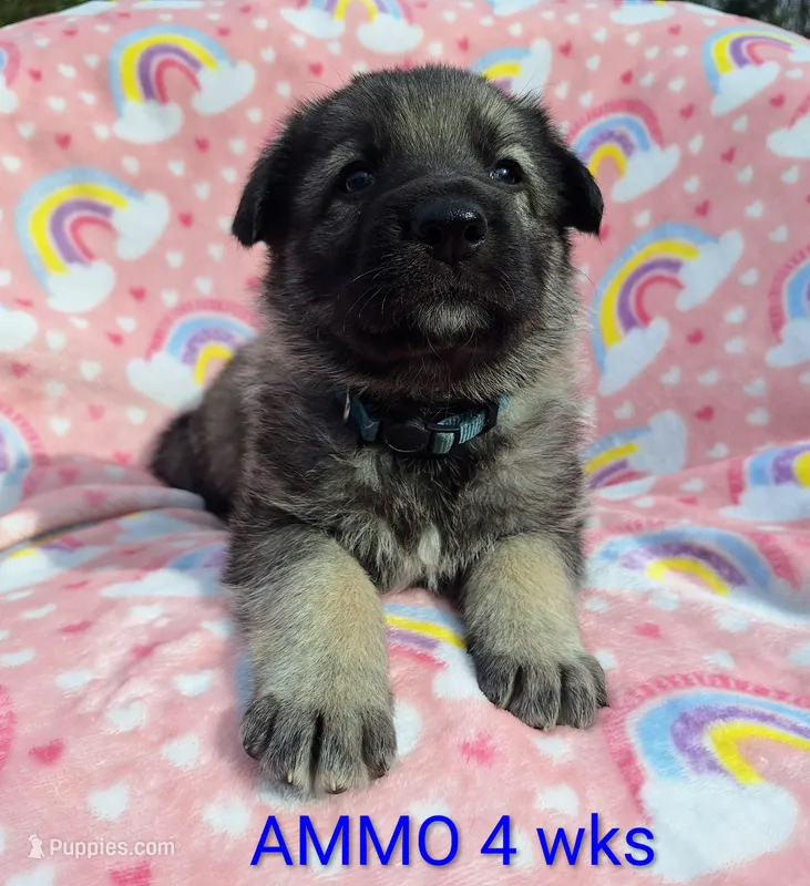 AMMO  – German Shepherd Dog puppy for sale in Pittsburgh, PA