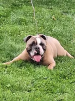 BANJO, a male English Bulldog for sale in Baden, PA – 5 of 5