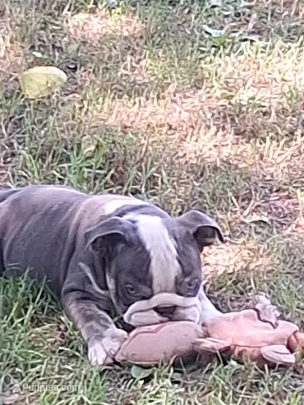 FLINT – English Bulldog puppy for sale in Pittsburgh, PA